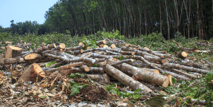 Myth Vs. Fact – Is The Paper and Packaging Industry Destroying Forests? cut down trees