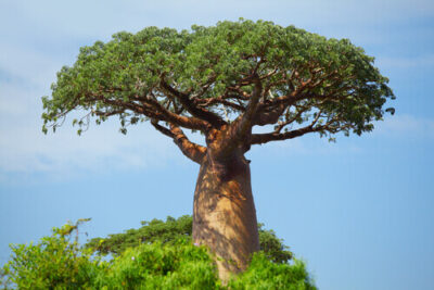 the baobab trees of africa Baobab Tree