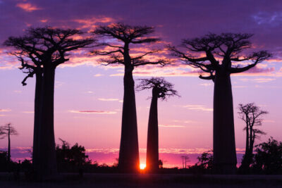 Baobab tree with purple magenta hue
