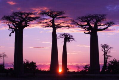baobab tree in a sunset setting Baobab tree with purple magenta hue
