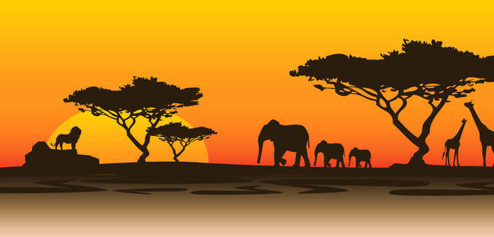 Fun Facts About Baobab Trees silhouette of an African savanna
