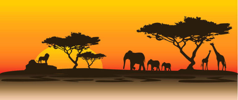 Fun Facts About Baobab Trees silhouette of an African savanna