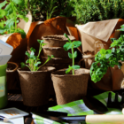 Collection of potted plants