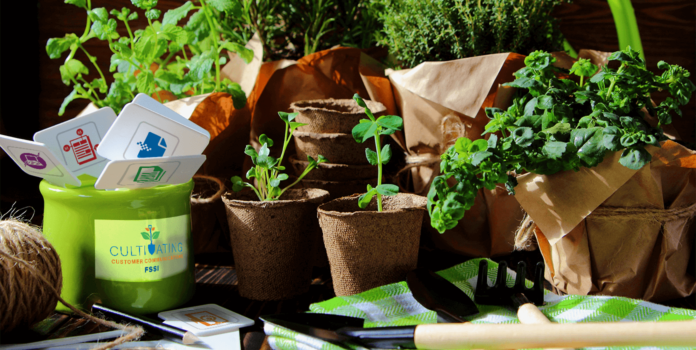 Collection of potted plants