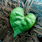 Image: leaf shaped like a heart.