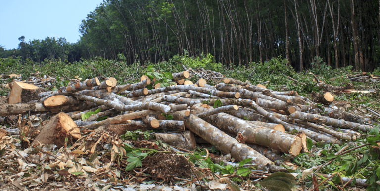 cut down trees.